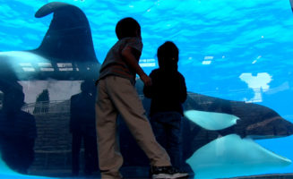 Blackfish still. Photo by Gabriela Cowperthwaite.