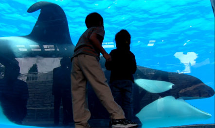 Blackfish still. Photo by Gabriela Cowperthwaite.