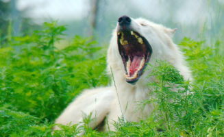 yawninggraywolf.jpg