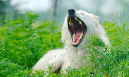 yawninggraywolf.jpg