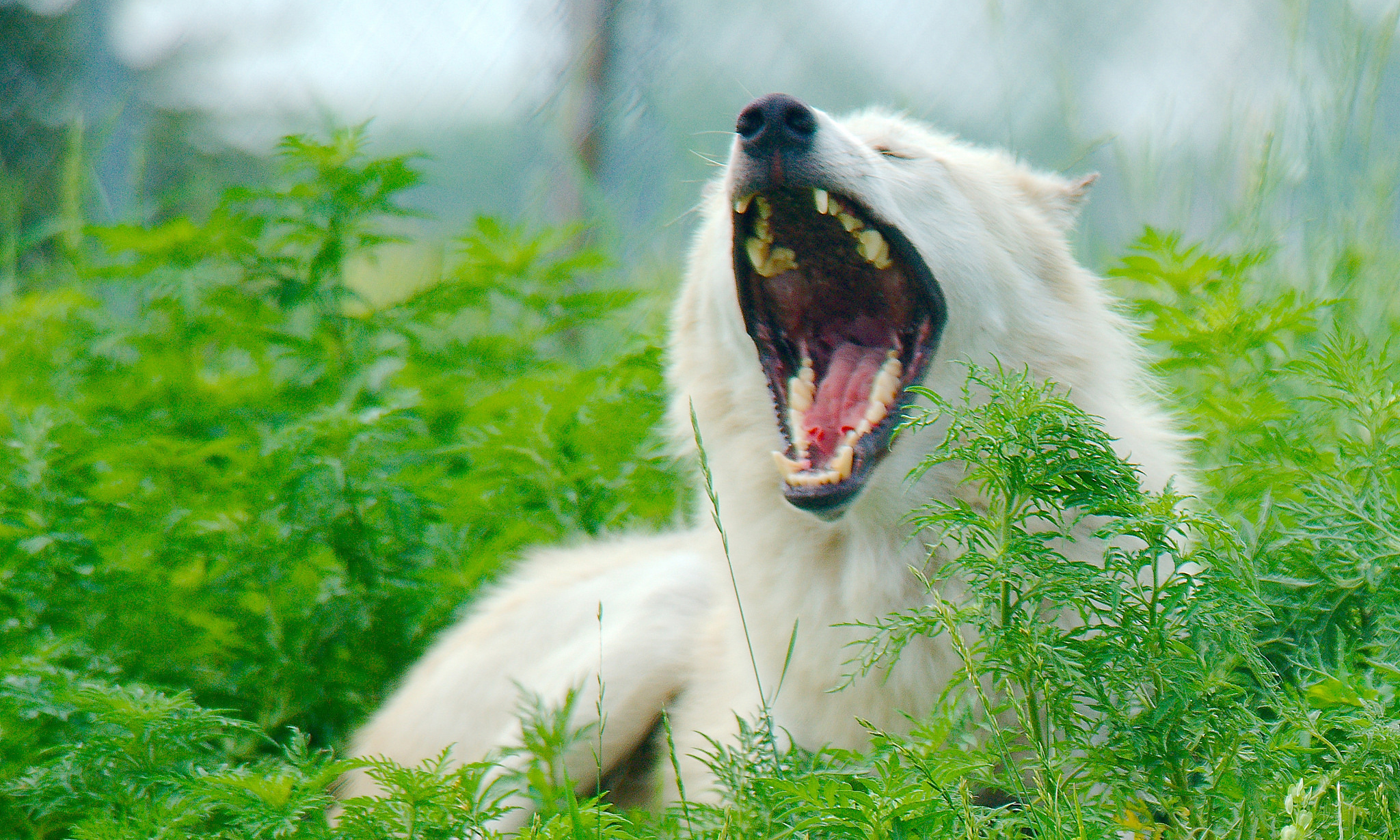 yawninggraywolf.jpg