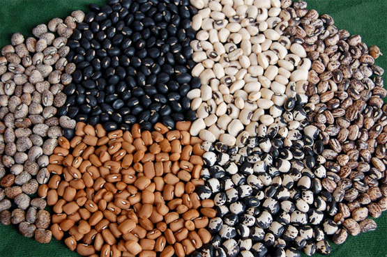 Cowpea Seeds photo courtesy of IITA