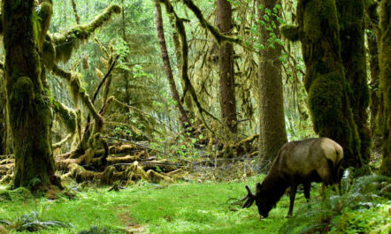 elk.jpg