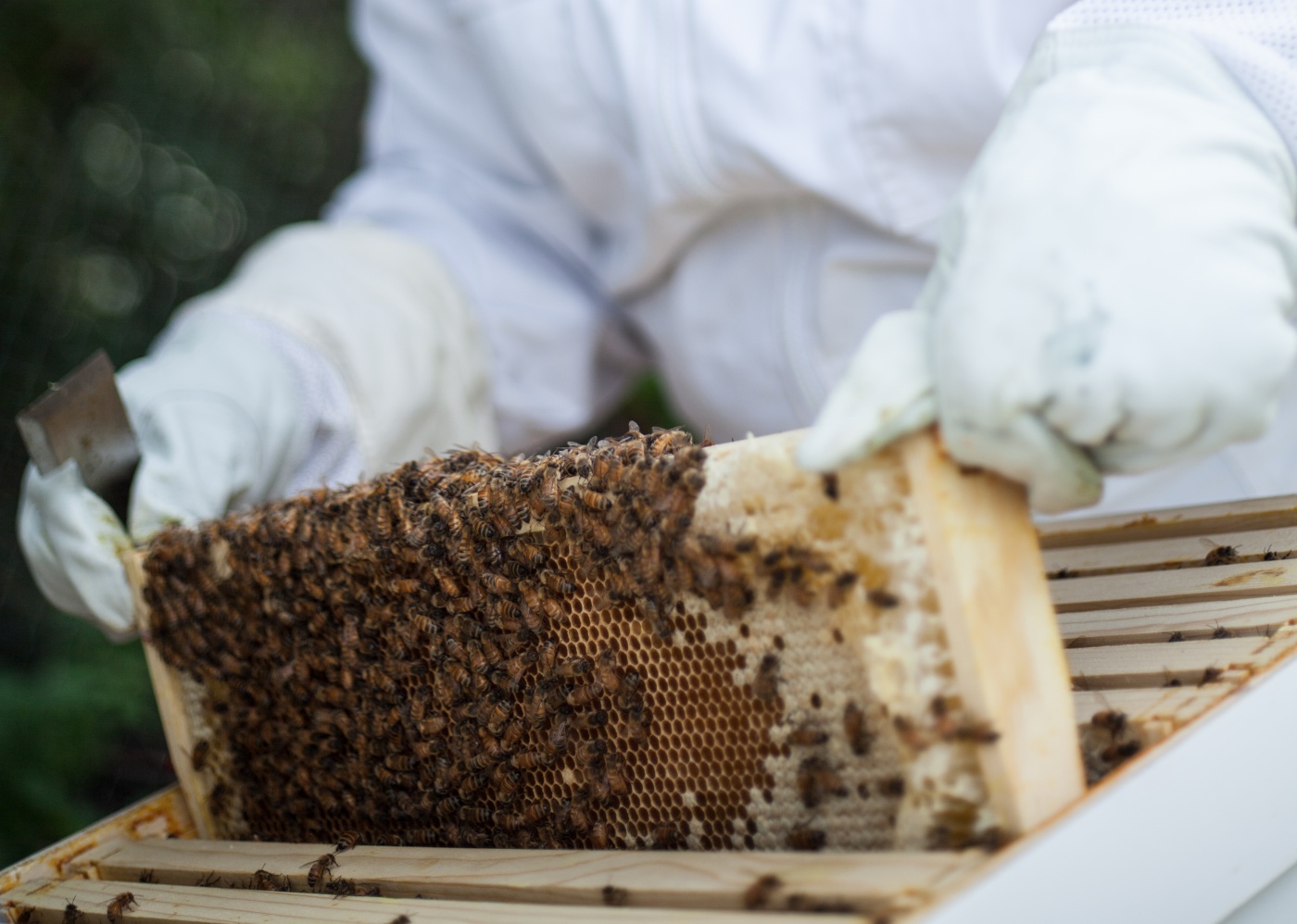From Bee-burners to Beekeepers: Supporting Community Beekeeping
