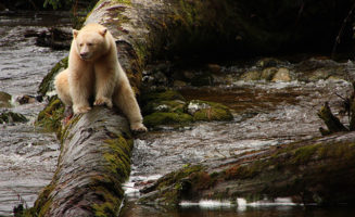 greatbearforest.jpg