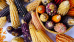 Four Ways Mexico’s Indigenous Farmers Are Practicing the Agriculture of the Future