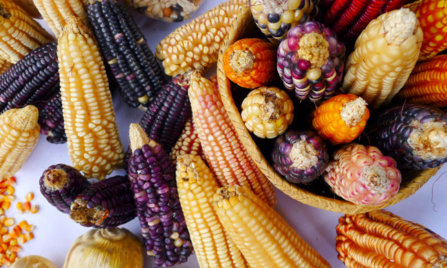 Local maize varieties. Photo by Jonah Vitale-Wolff.