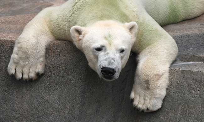 polarbear.jpg