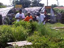 OSBG picking basil