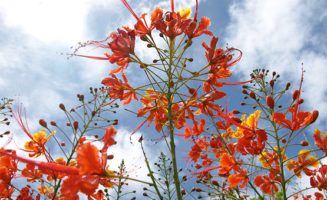 Flower by Lesley Show