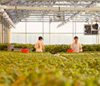 Big City Farmers Take to the Rooftops