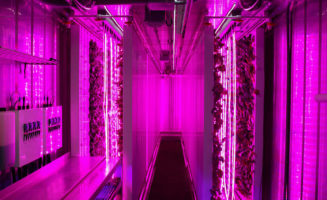 Inside the Freight Farms shipping container. It uses an array of red and blue LED lights for optimal leafy green growth. Photo from Freight Farms.