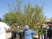 Four Generations Restore Family Orchard (First Mesa