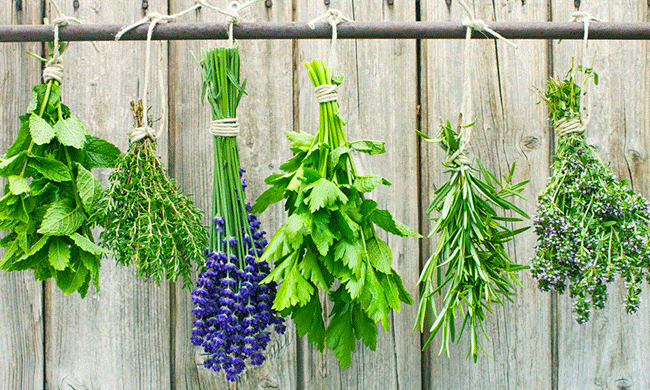 5 Medicinal Herbs Already Growing in Your Backyard - Yes! Magazine