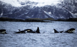 hot-flashes-killer-whales.jpg
