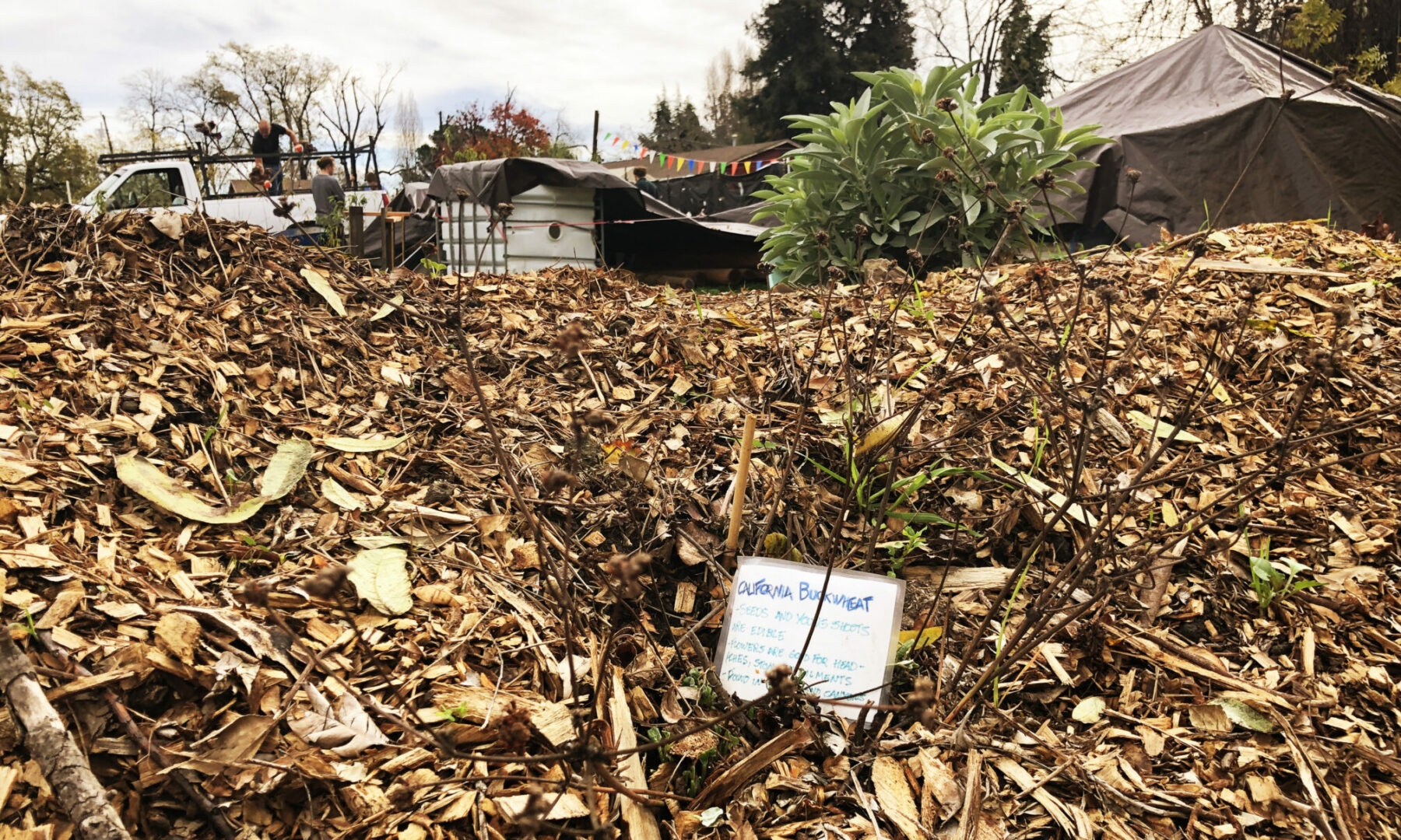 <p>Label for buckwheat in the hugel raised bed where the Sogorea Te Land Trust grows plants native to the region. Photo by Deonna Anderson</p>