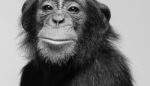 Chimps Could Soon Win Legal Personhood