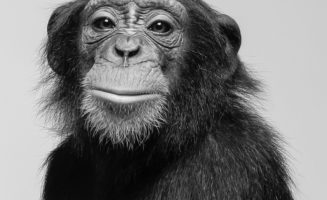 Chimps as Legal People.jpg