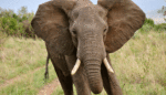 Empathy and Elephants: What I Learned From Talking to My Kids About Poaching