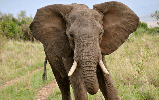 Empathy and Elephants: What I Learned From Talking to My Kids About Poaching