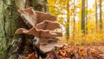 Mushrooms Clean Up Toxic Mess, Including Plastic. So Why Aren’t They Used More?