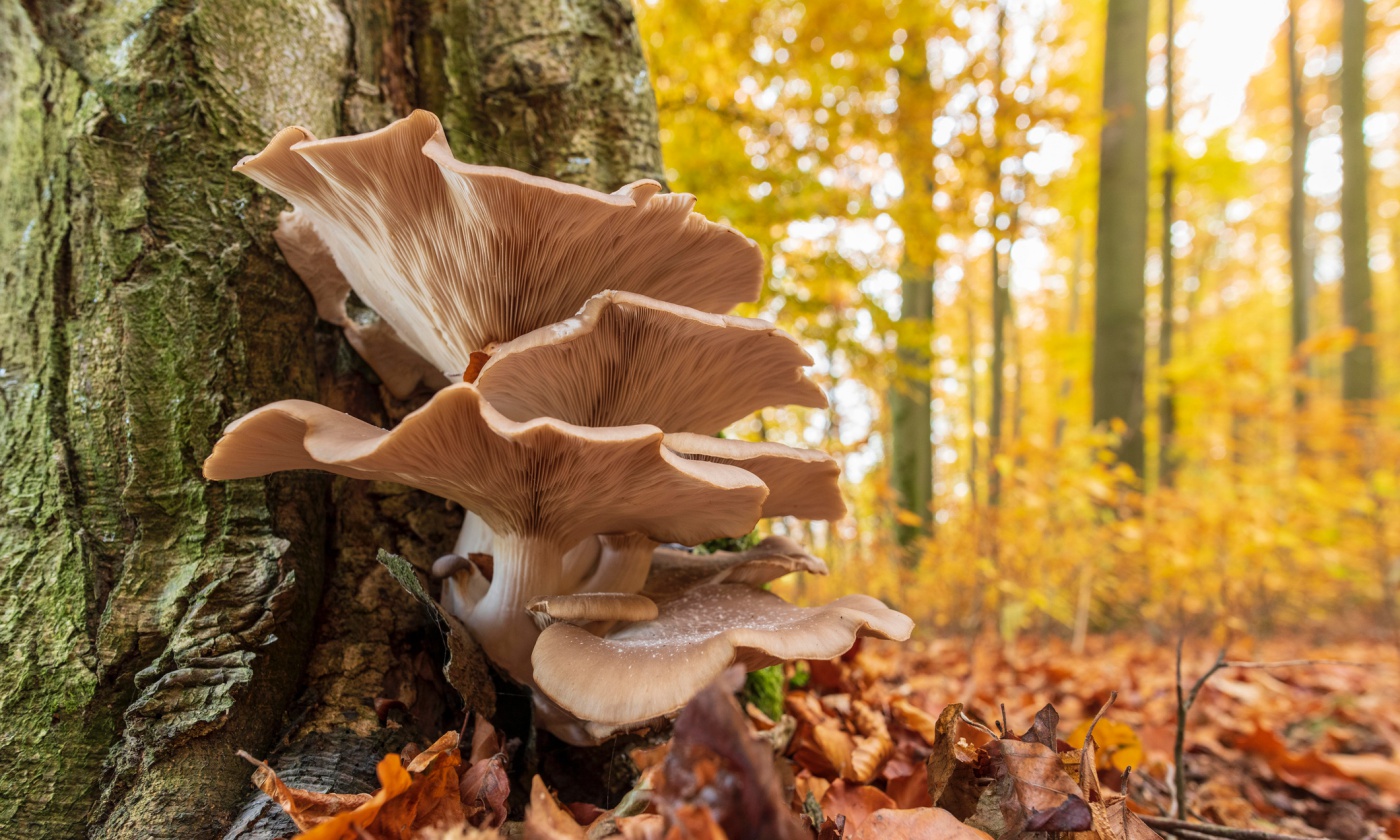 Mushrooms Clean Up Toxic Mess, Including Plastic. So Why Aren't They Used More? - YES! Magazine