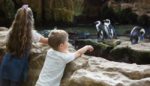 Can Zoos Teach Us To Be Better Humans?