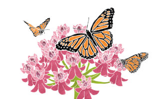 Milkweed_Opener.jpg