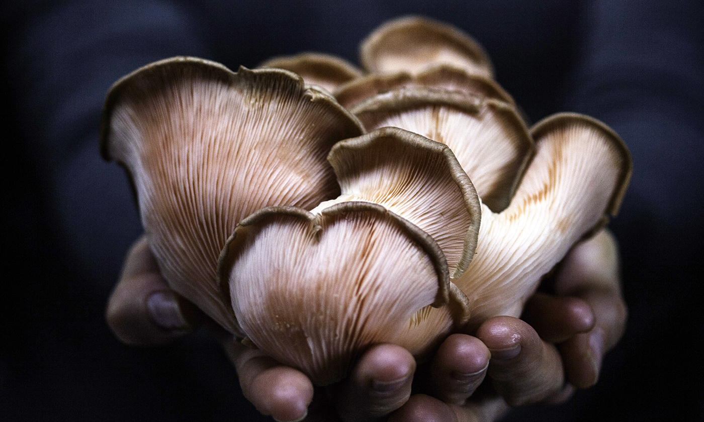 mushrooms_tewa.jpg
