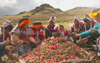 Indigenous seed savers
