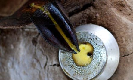 mustard-seed-oil.jpeg