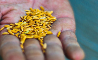 Hand with seeds by IRRI