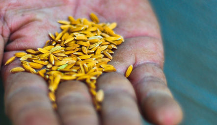 Hand with seeds by IRRI