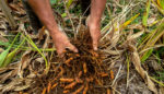 “The Story of Soil Is the Story of All of Us”