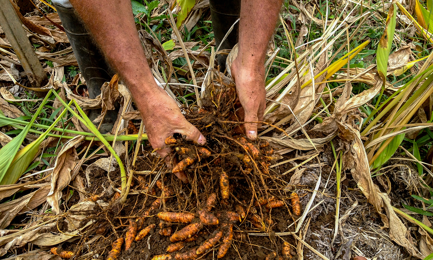 1. HandsInSoil.jpg