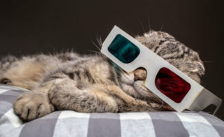 3Dcat_650.jpg