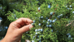 How Tucson Preserves Its Native Food Heritage