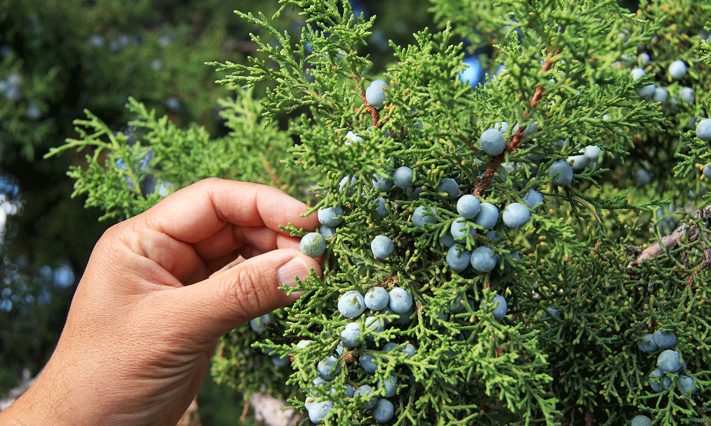 How Tucson Preserves Its Native Food Heritage