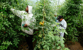 Food-Desert-Garden-Growing.jpg