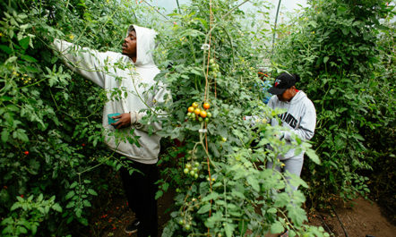 Food-Desert-Garden-Growing.jpg