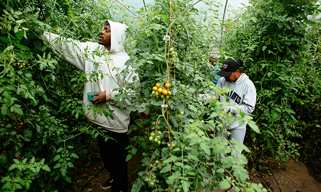 Food-Desert-Garden-Growing.jpg