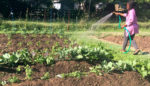 Serotonin and the Garden of Good Eating