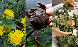 Invasive Species Collage