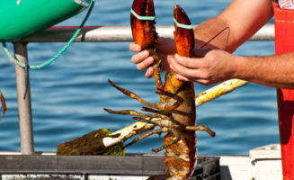 Lobster