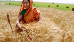 Small-Scale Traditional Farming Is the Only Way to Avoid Food Crisis, UN Researcher Says