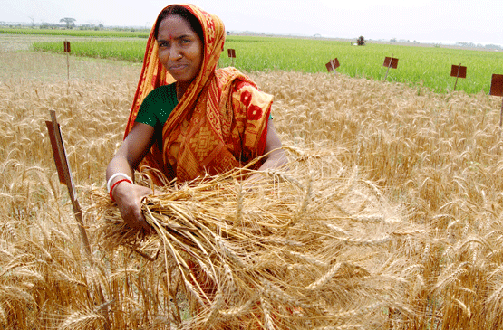 Photo by International Maize and Wheat Improvement Center / Flickr.