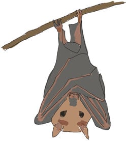 Upside Down Bat