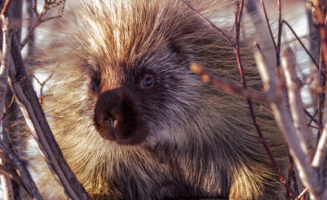 Porcupine in tree