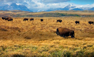 bison.jpg