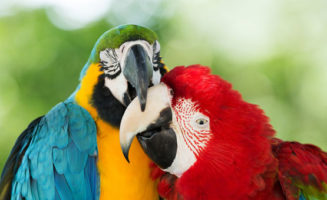 Birds Nuzzling photo from Shutterstock